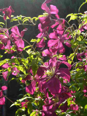 Clematis-JuliaCorrevon-13-1a.jpg
