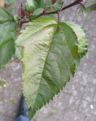 Jungers_Blatt_pur.jpg