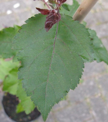 alteres_Laub_pur.jpg