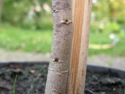 einjahriges_Holz_pur.jpg