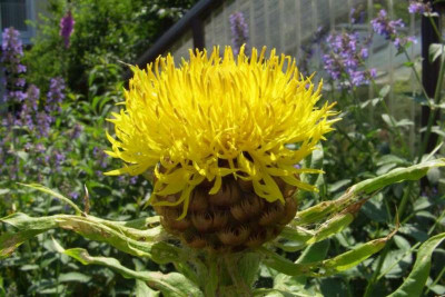 Centaurea_macrocephala.jpg