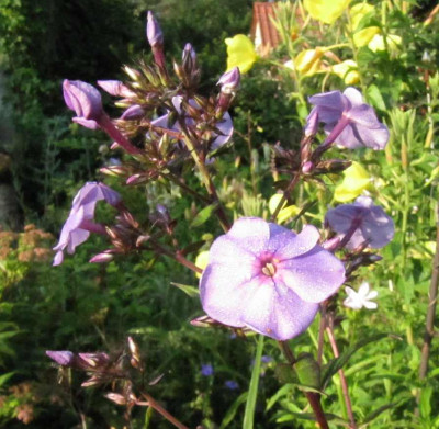 Phlox_Blaue_Gesine__2_130710.jpg