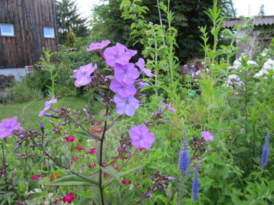 Phlox_Blaue_Gesine_130710.jpg