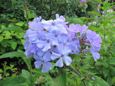 Phlox_Blue_Evening_130710.jpg