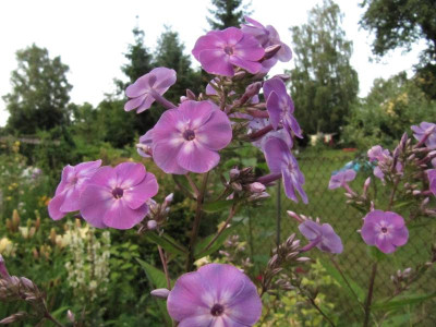 Phlox_unbekannt_hoch_130710.jpg
