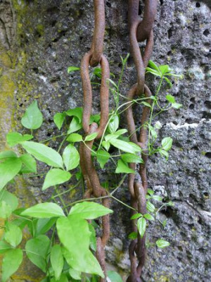 Kletterhilfe_fars_2013.jpg