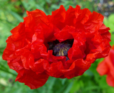 Klatschmohn_fars_2013.jpg