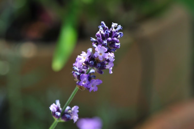 2013-07-10_Lavendel_Sophia_Blute.jpg