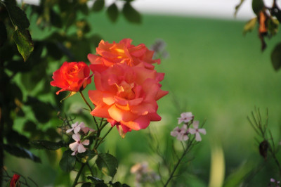 2013-07-08_Freisinger_Morgenrote.jpg