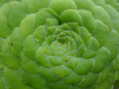 Aeonium_tabulaeforme_fars_2013.jpg