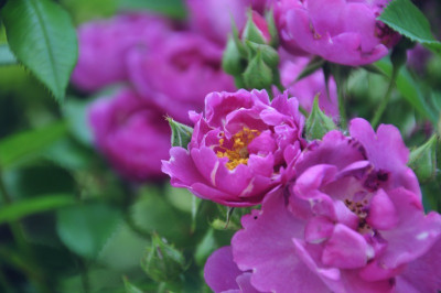 2013-07-07_Blue_Wonder.jpg
