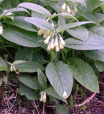 05060016_eSymphitum_tuberosum.JPG