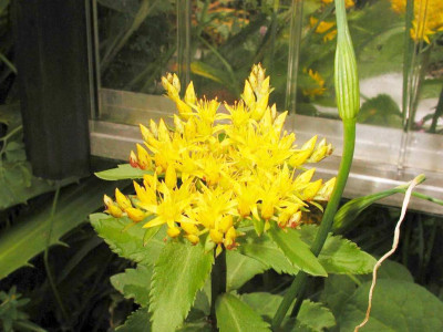 Phedimus_aizoon.jpg