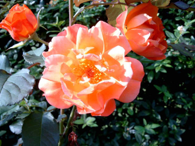 Rose_orange.JPG