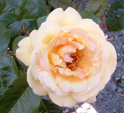 rose_gelb1.jpg