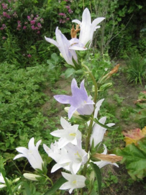 Glockenblume_MGP.jpg