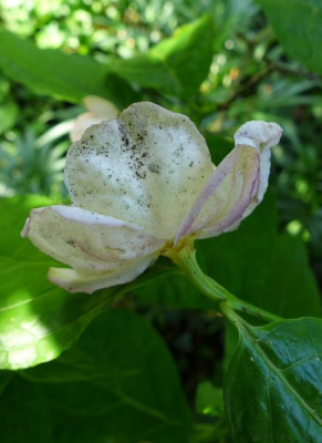 Sinocalycanthus_sinensis_2_fars_2013.jpg