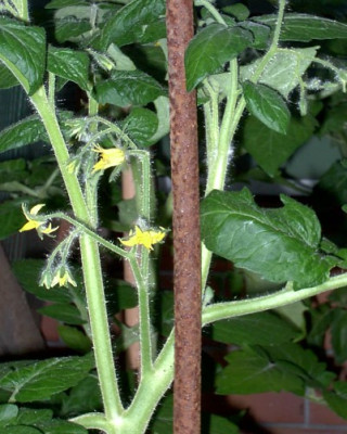 Garten21.06.05_016.jpg