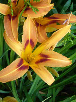 Blutorange-13-1a.jpg