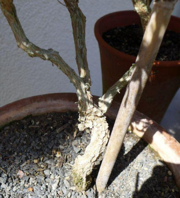 Asteriscus_maritimus_2_fars_2013.jpg