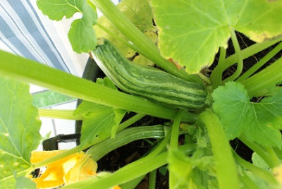 zucchini_1.jpg