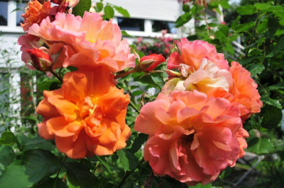 2013-07-13_Westerland.jpg