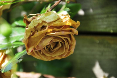 2013-07-13_Eden.jpg
