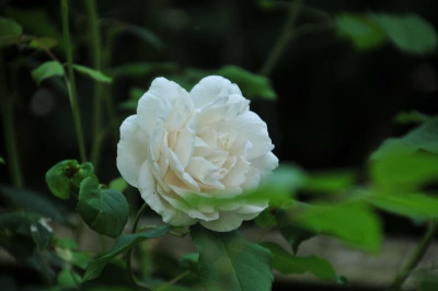 2013-07-13_MAC.jpg