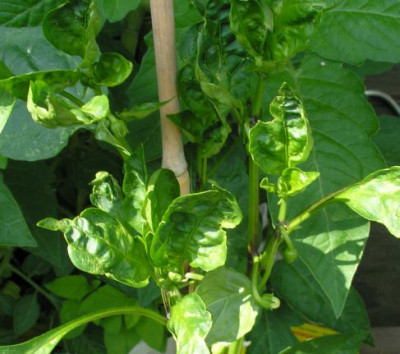 chili_krueppelblaetter_p6291911.jpg