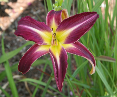 SternimPurpurxPurpurhexe_13.jpg