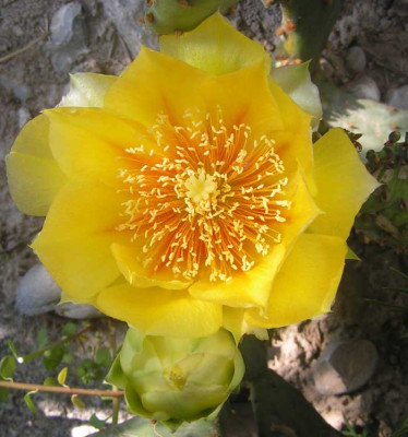 Opuntia_phaecantha_gelb5.jpg