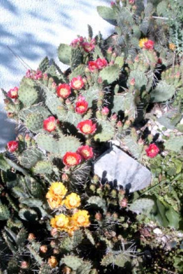 Opuntia_4.jpg