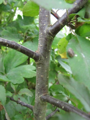 Malus_Stamm_130713.jpg