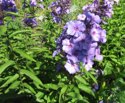 Phlox__Blue_Paradise_130713.jpg