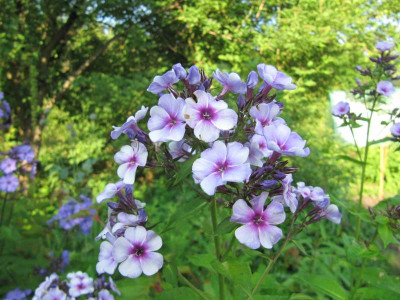 Phlox_Swirly_Burly_130713.jpg