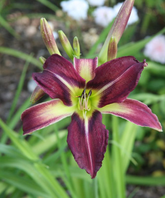 GreyWitchxPaintedBunting_B_1_13.jpg