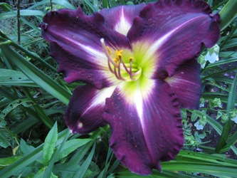 IMG_loverboy.JPG