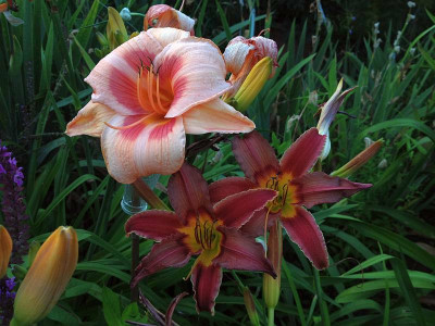 hemerocallis_20130712_zg.jpg