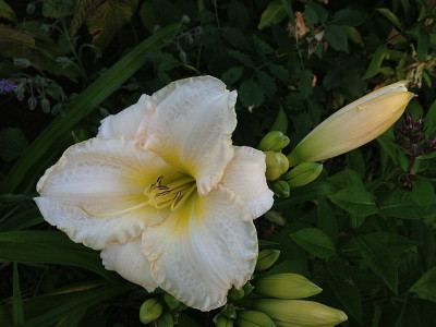 lime-frost_20130712_zg.jpg