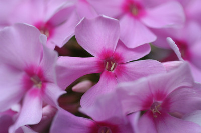 phloxpink_12390.jpg