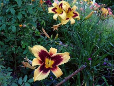 wideeyed_spectacular_20130712_zg.jpg