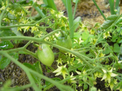 Web_Grune_Tomate7.jpg