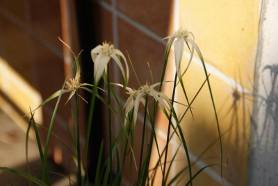DSC07474.JPG
