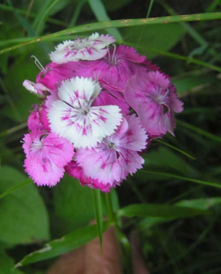 Dianthu_barbatus_mix.jpg