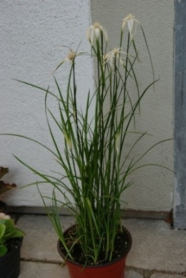 DSC07475.JPG
