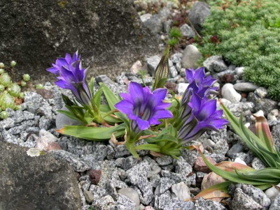 comp_Gentiana_georgei_15.07.13.jpg