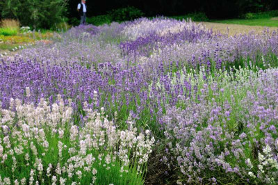 2013-07-15_Lavendel_in_Weihenstephan.jpg