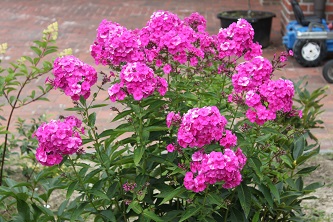 IMG_9955_4.jpg