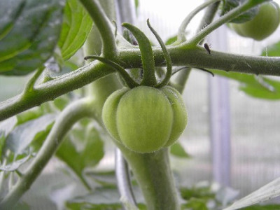 Web_Grune_Tomate6.jpg