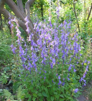 C.rapunculoides-a.jpg